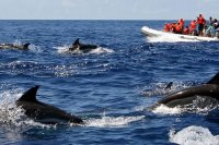 Ver delfines en el Algarve
